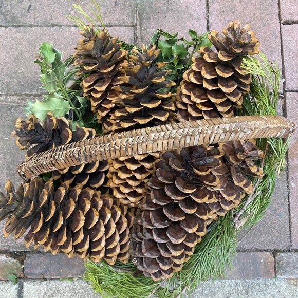 6 Natural Sugar Pine Cones Decorative, Wreaths, Rustic 9" - 14" - Picture 6 of 8